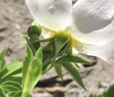 Image of taxon representative. Author is Геннадий Окатов