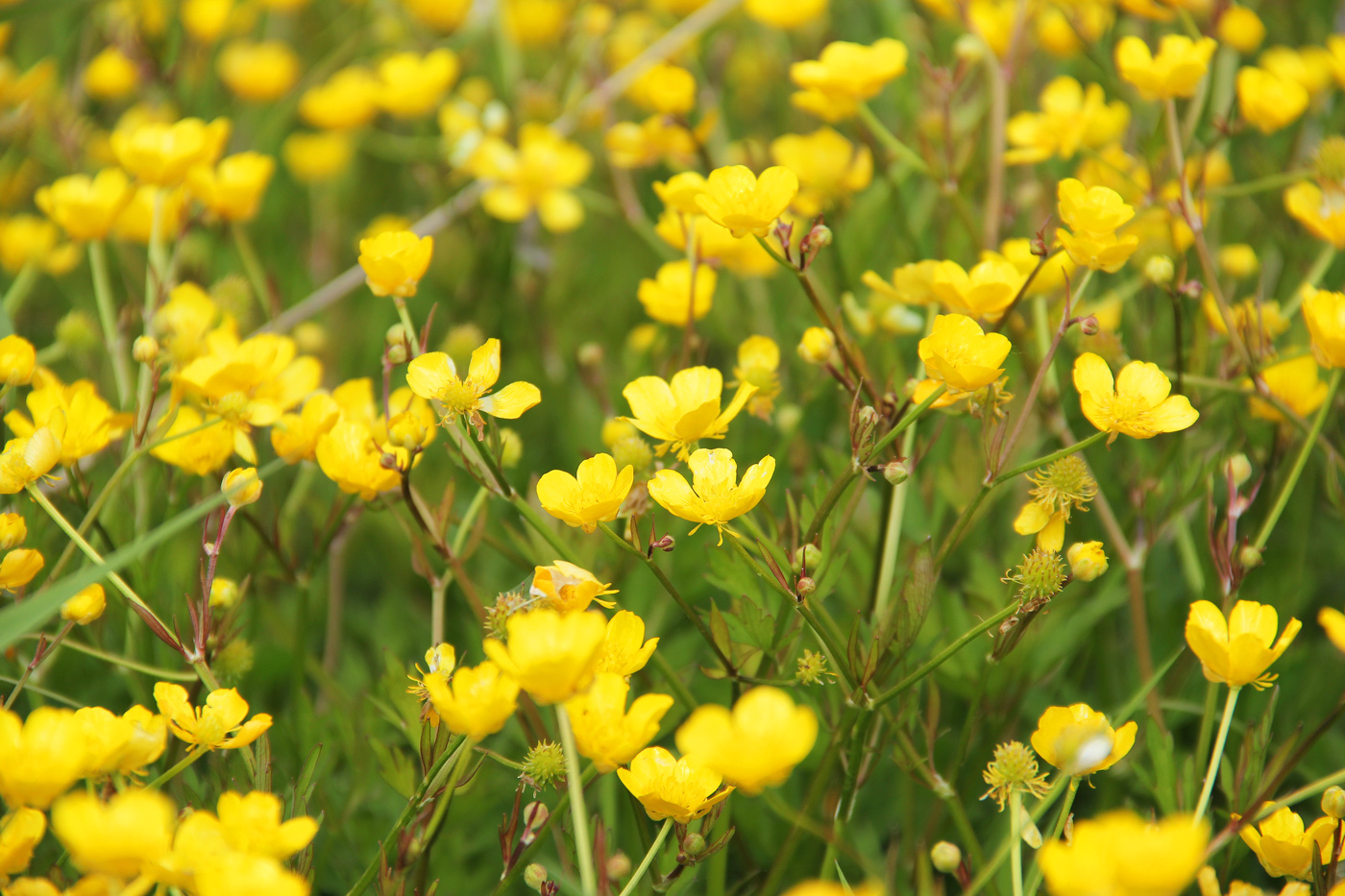 Изображение особи Ranunculus repens.