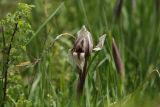 Iris korolkowii