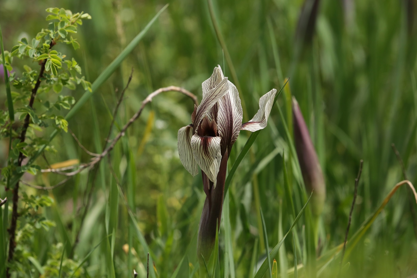 Image of Iris korolkowii specimen.