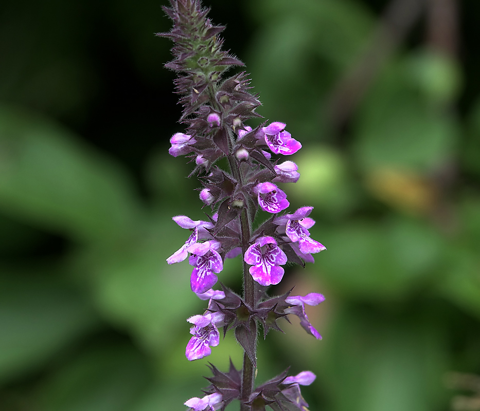 Изображение особи Stachys palustris.