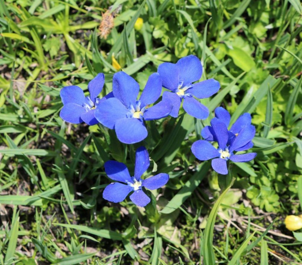 Изображение особи Gentiana angulosa.