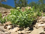 Galium tianschanicum. Цветущее растение с галлами. Кыргызстан, Зап. Тянь-Шань, Таласский Алатау, северная (таласская) сторона пер. Кара-Буура, ≈ 3000 м н.у.м., каменистый склон юго-зап. экспозиции. 17 июля 2018 г.