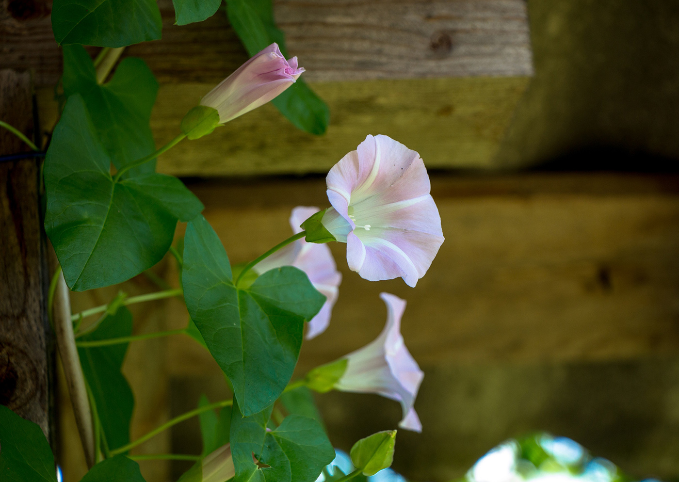 Изображение особи Calystegia spectabilis.