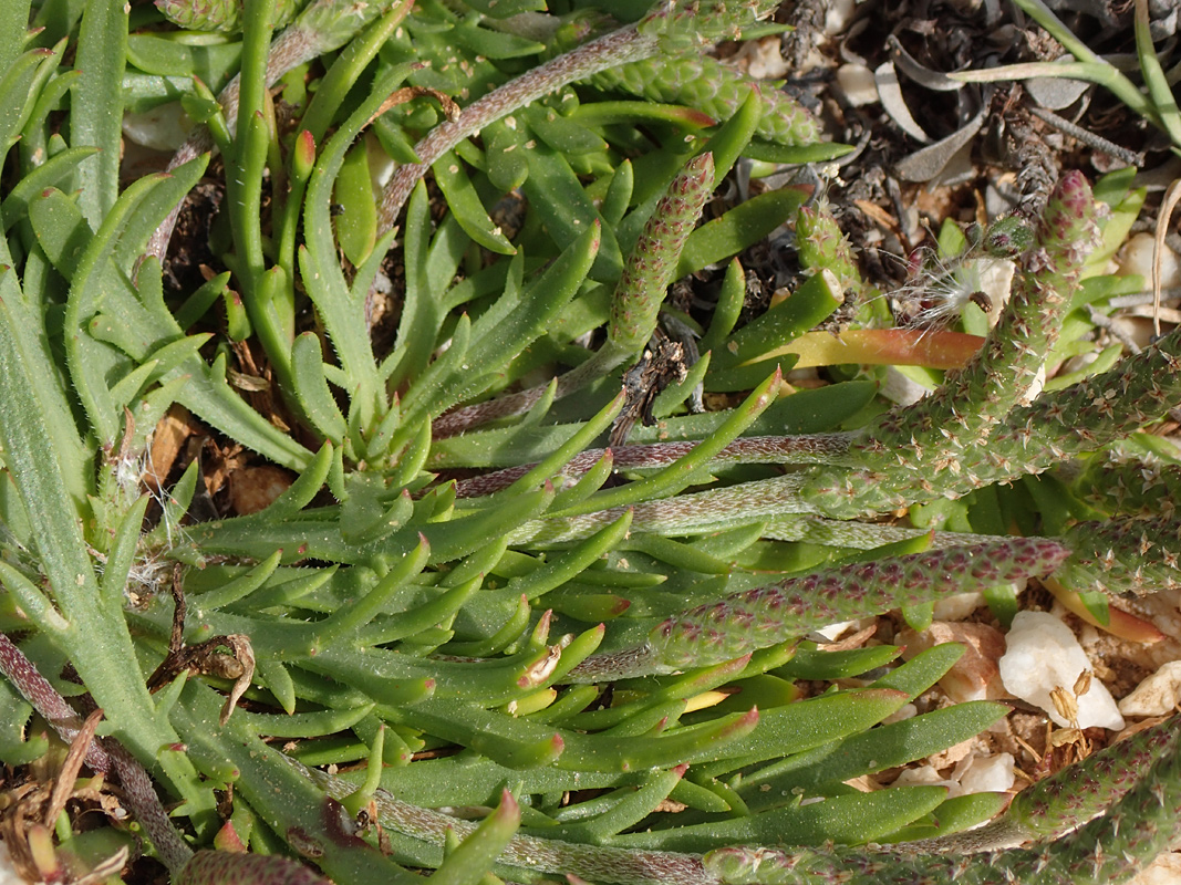 Image of Plantago weldenii specimen.