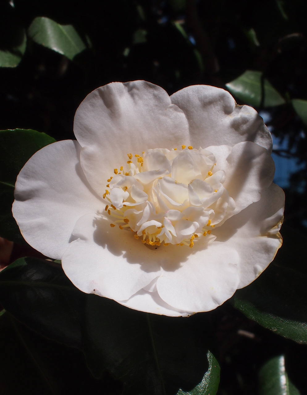 Изображение особи Camellia japonica.