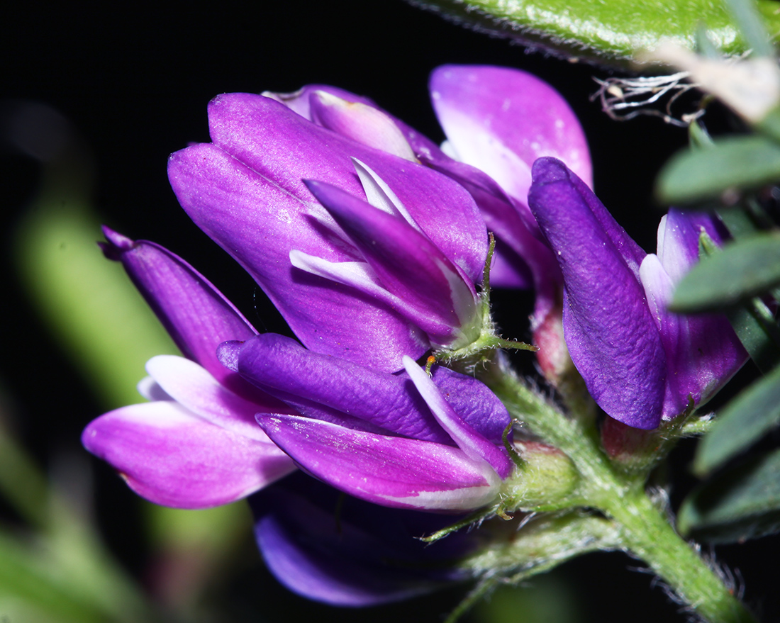 Изображение особи Astragalus davuricus.