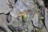 Dianthus caucaseus