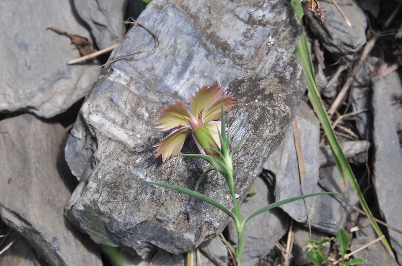 Image of Dianthus caucaseus specimen.