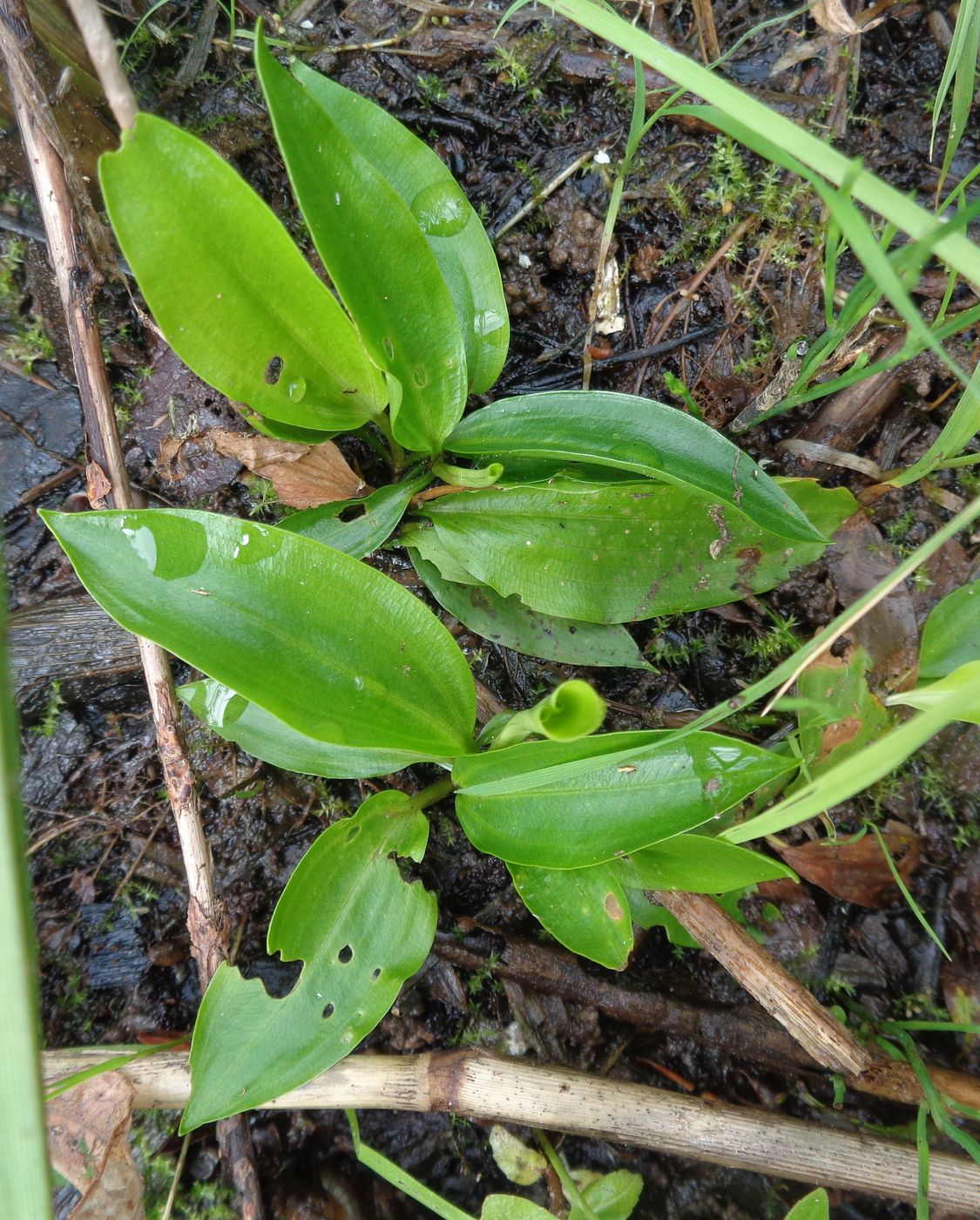 Image of genus Potamogeton specimen.