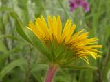 Inula hirta. Соцветие (вид со стороны обёртки). Днепропетровская обл., балка в верховьях р. Самоткани. 30.05.2010.