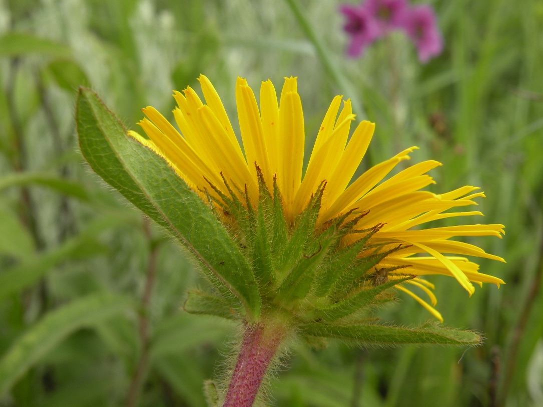 Изображение особи Inula hirta.