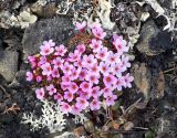 Douglasia ochotensis