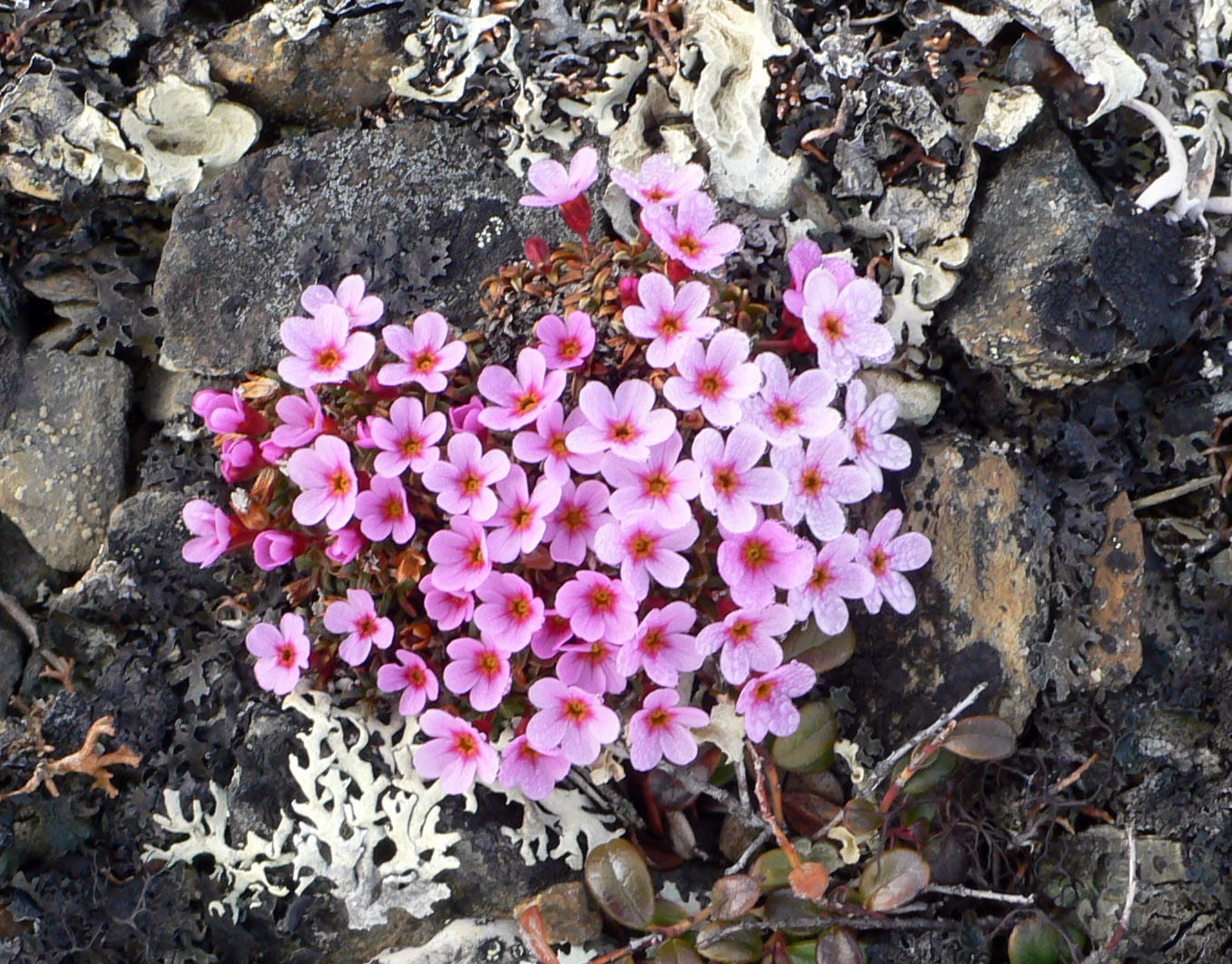 Изображение особи Douglasia ochotensis.