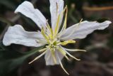 Clematis songorica