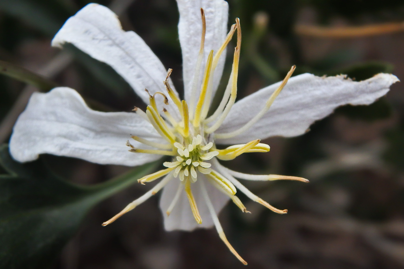 Image of Clematis songorica specimen.