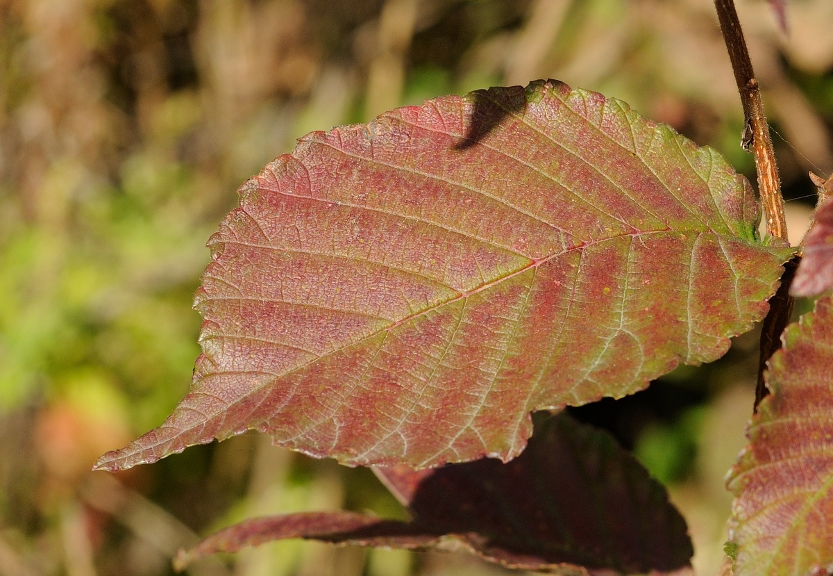 Image of Ulmus japonica specimen.