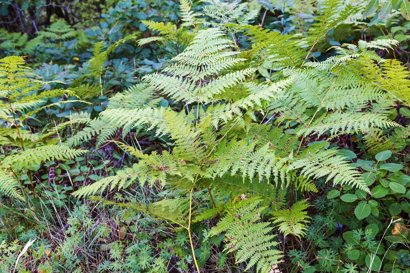 Изображение особи Pteridium tauricum.