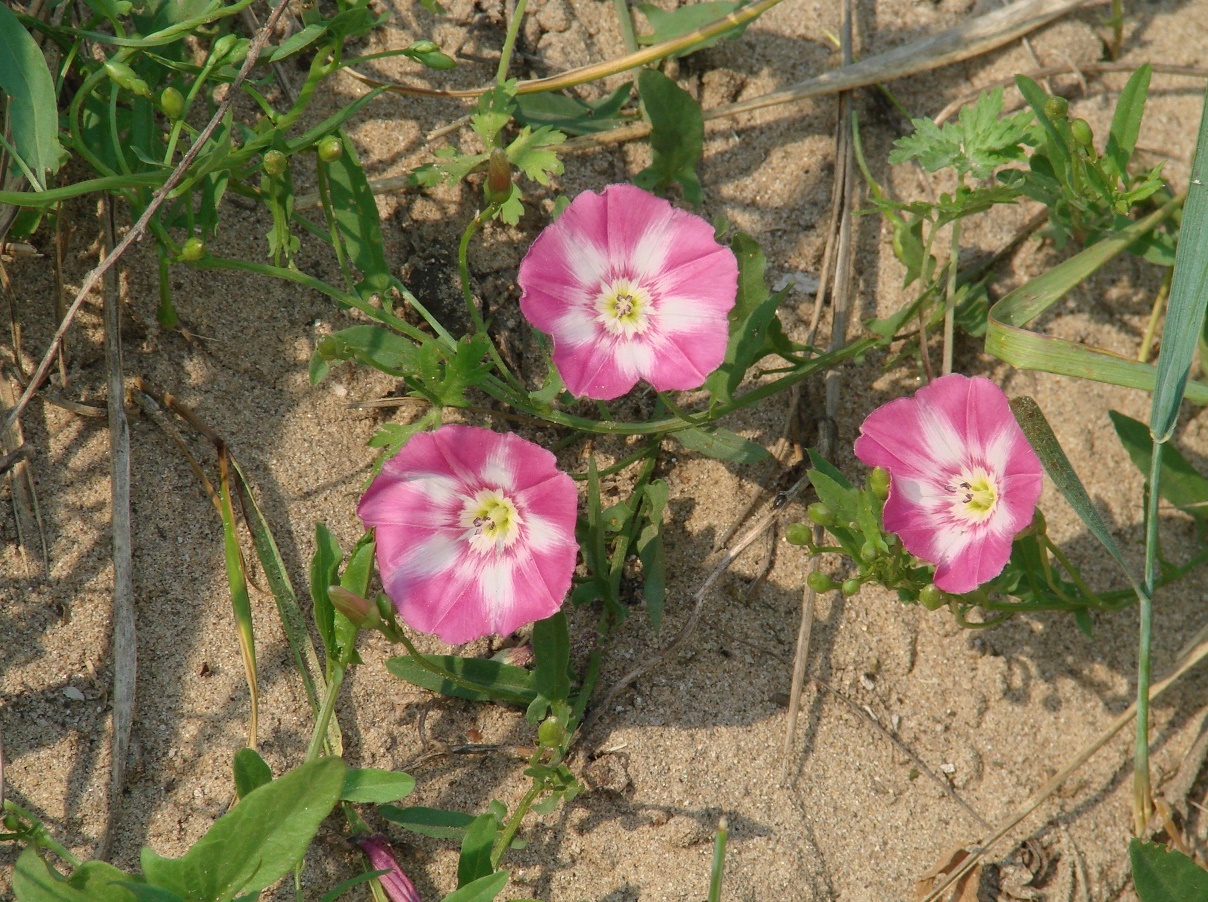 Image of Convolvulus chinensis specimen.