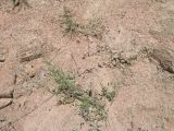 View full-size image Jurinea poacea