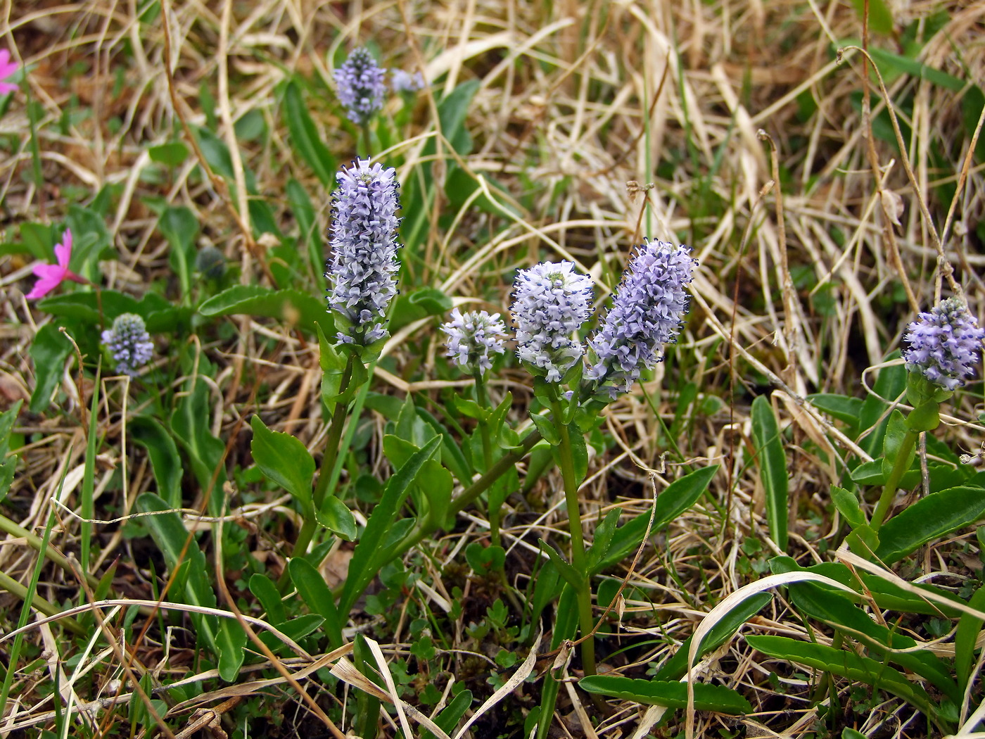 Image of Lagotis minor specimen.