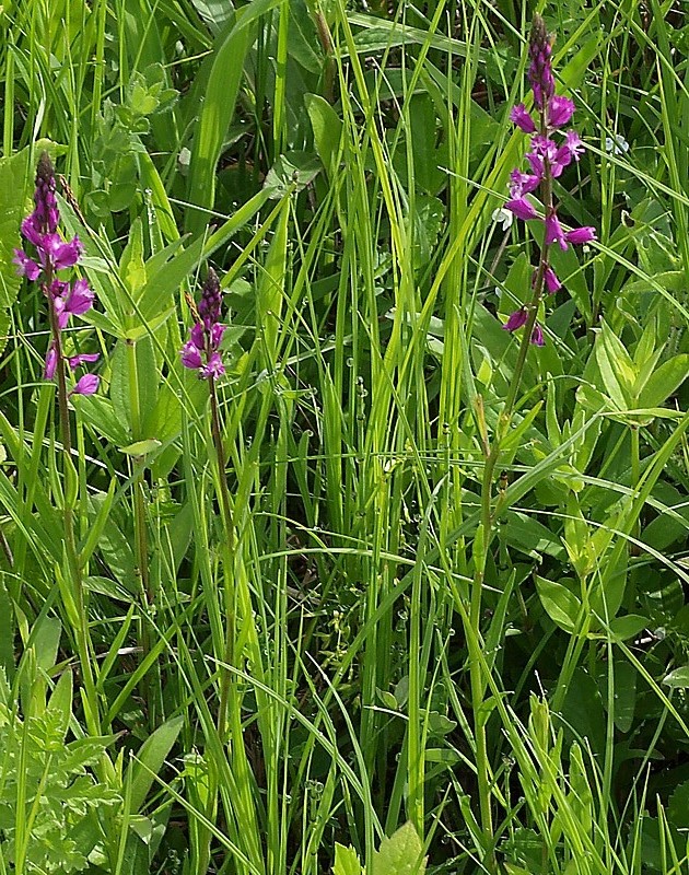 Image of Polygala vulgaris specimen.