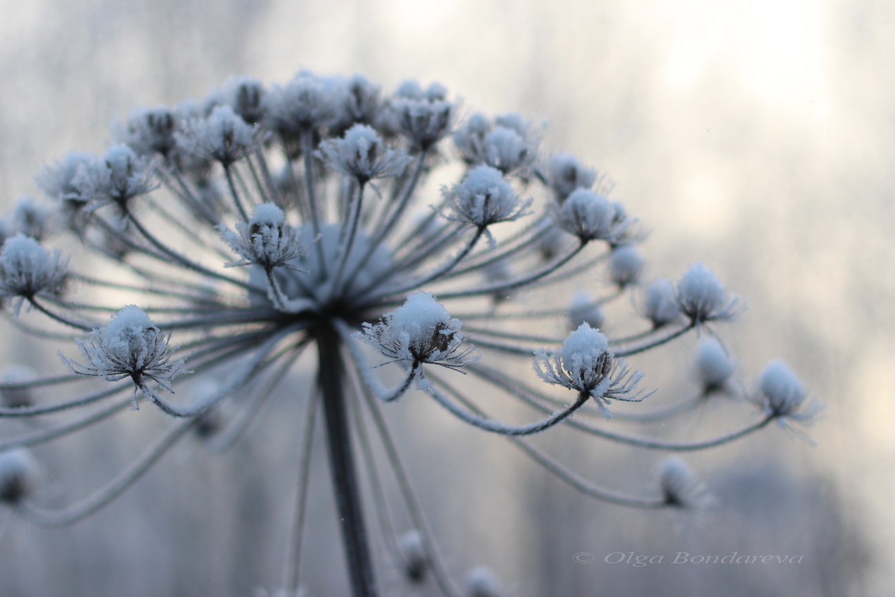 Image of Heracleum sosnowskyi specimen.