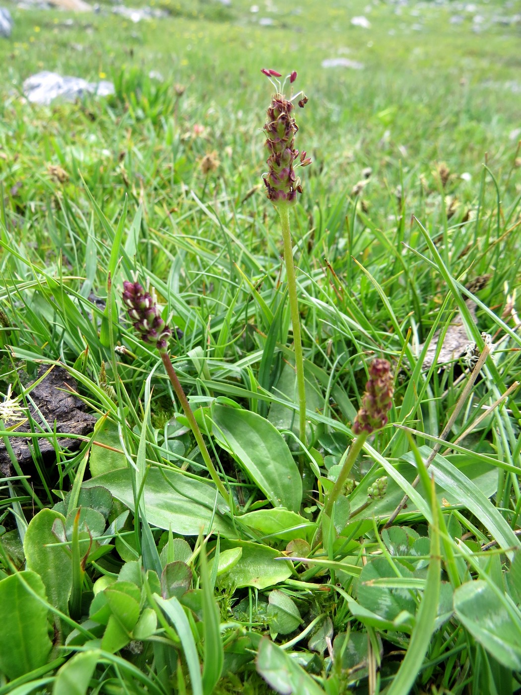 Image of Plantago griffithii specimen.