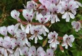 Pelargonium peltatum