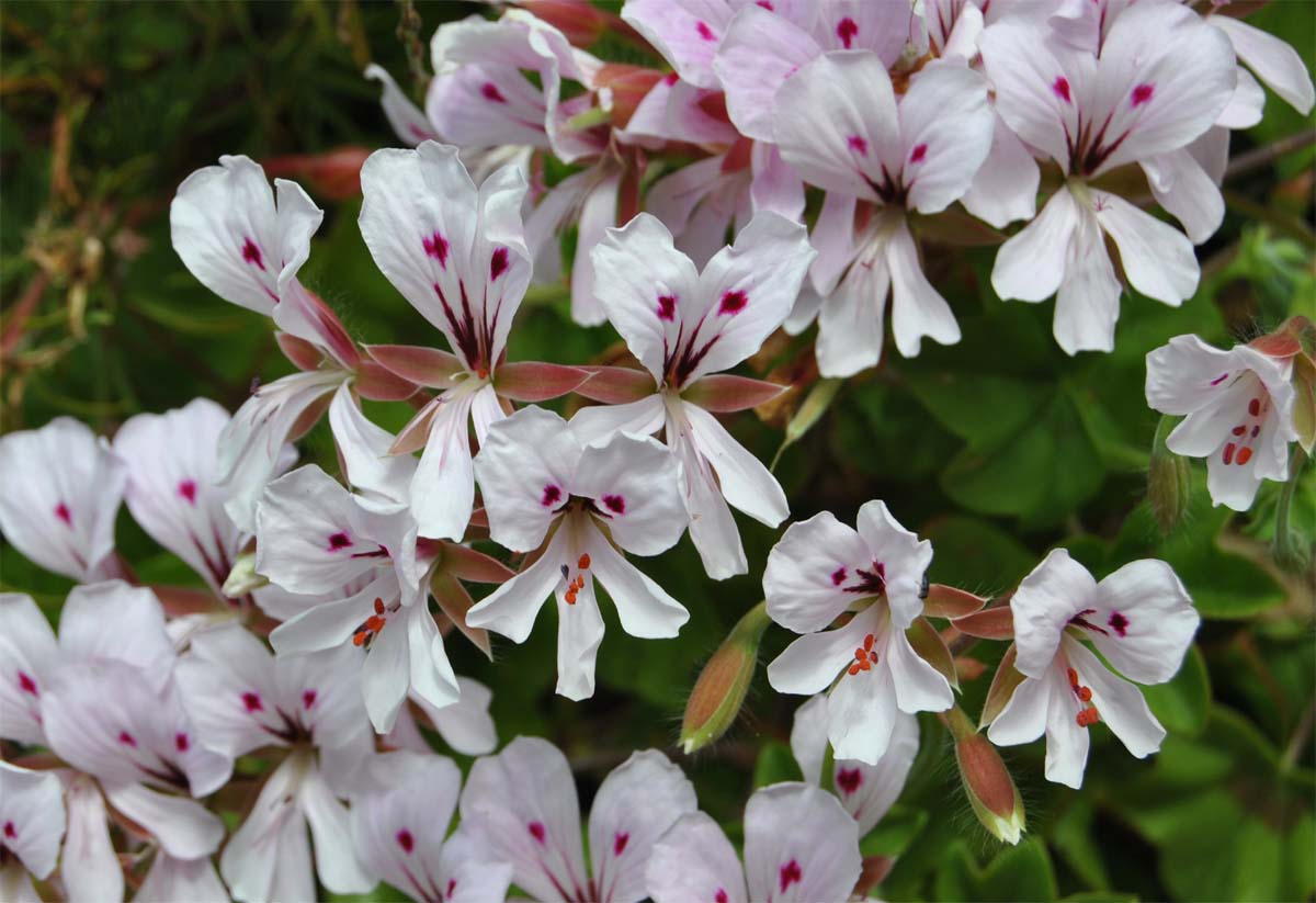 Изображение особи Pelargonium peltatum.