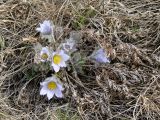 Pulsatilla turczaninovii