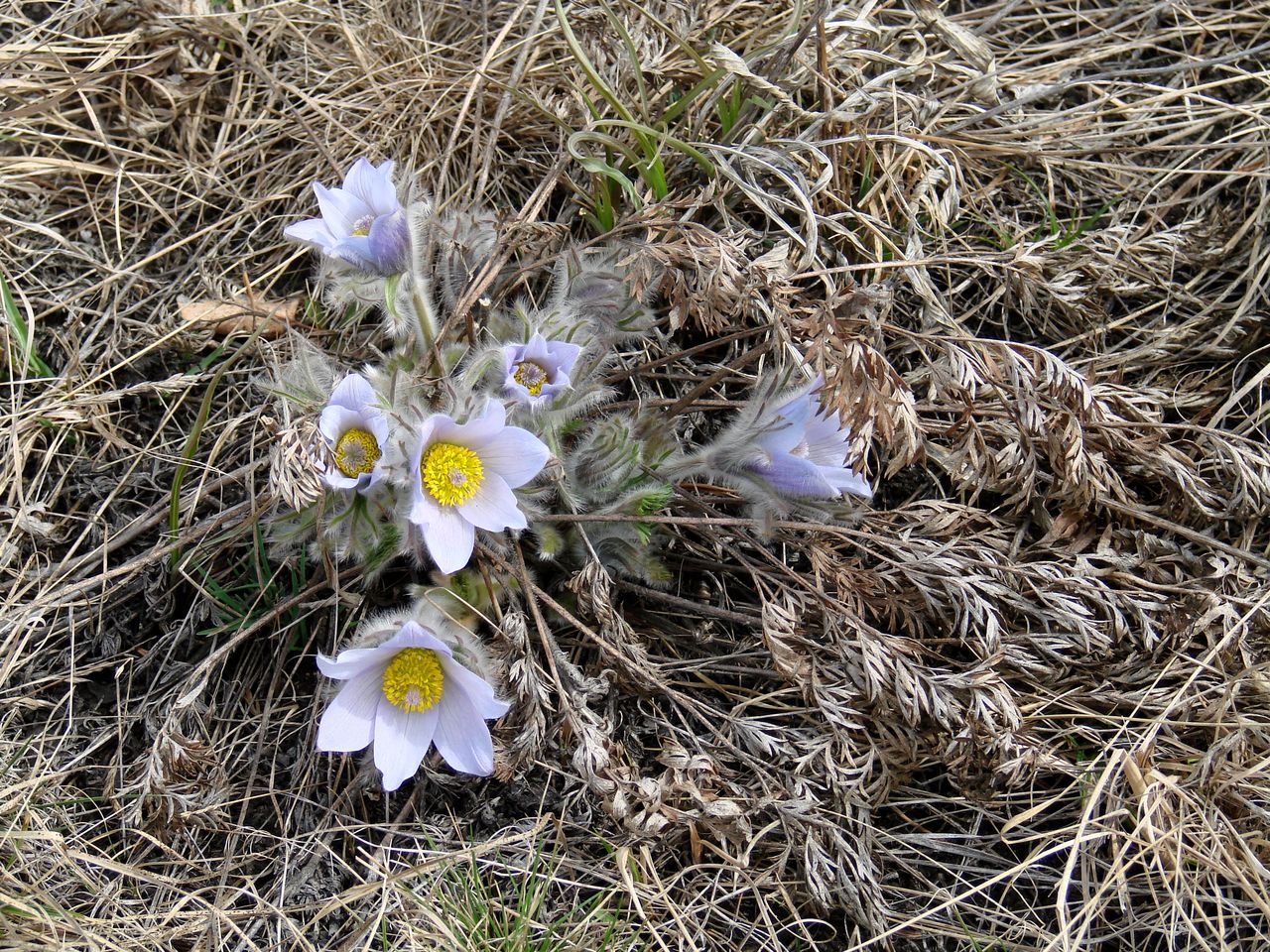 Изображение особи Pulsatilla turczaninovii.