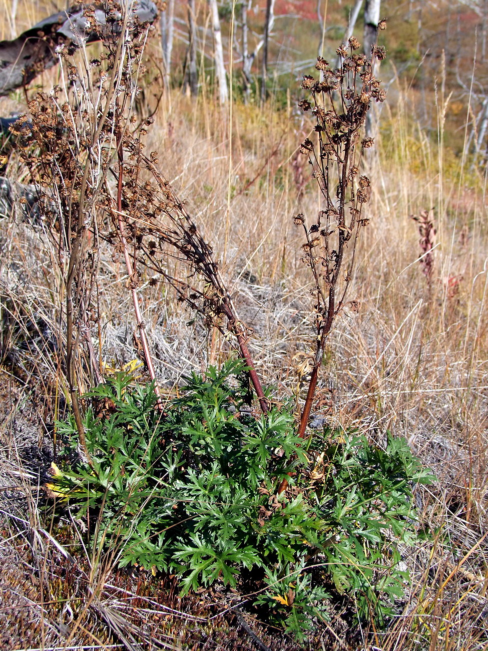 Изображение особи Artemisia arctica ssp. ehrendorferi.