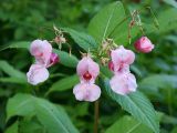 Impatiens glandulifera. Верхушка цветущего и плодоносящего растения. Московская обл., Раменский р-н, пос. Ильинский, на заросшей улице среди рудеральной растительности. 23.07.2017.