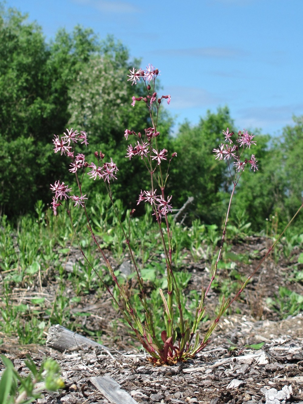 Изображение особи Coccyganthe flos-cuculi.