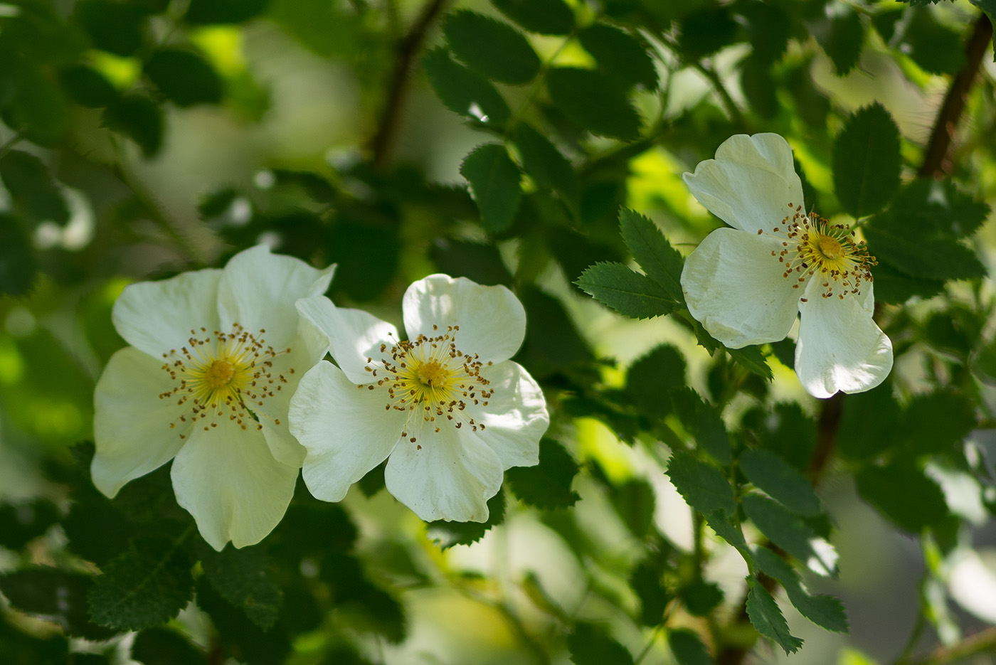 Image of Rosa spinosissima specimen.