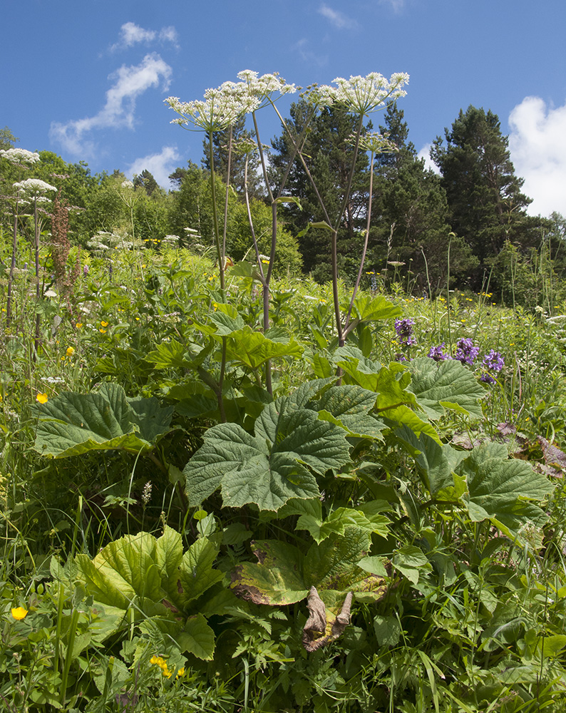 Image of Heracleum ponticum specimen.