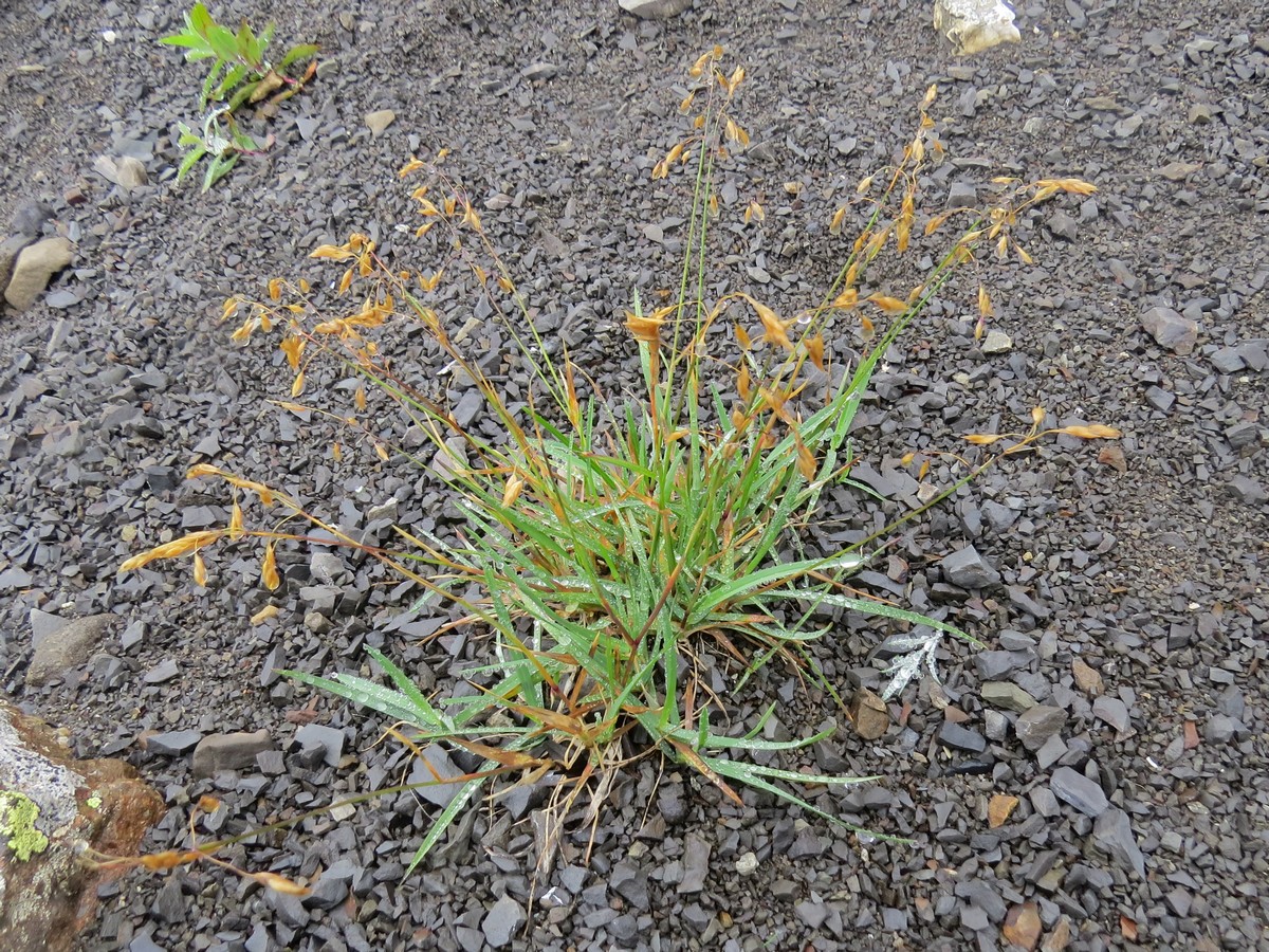 Изображение особи семейство Poaceae.