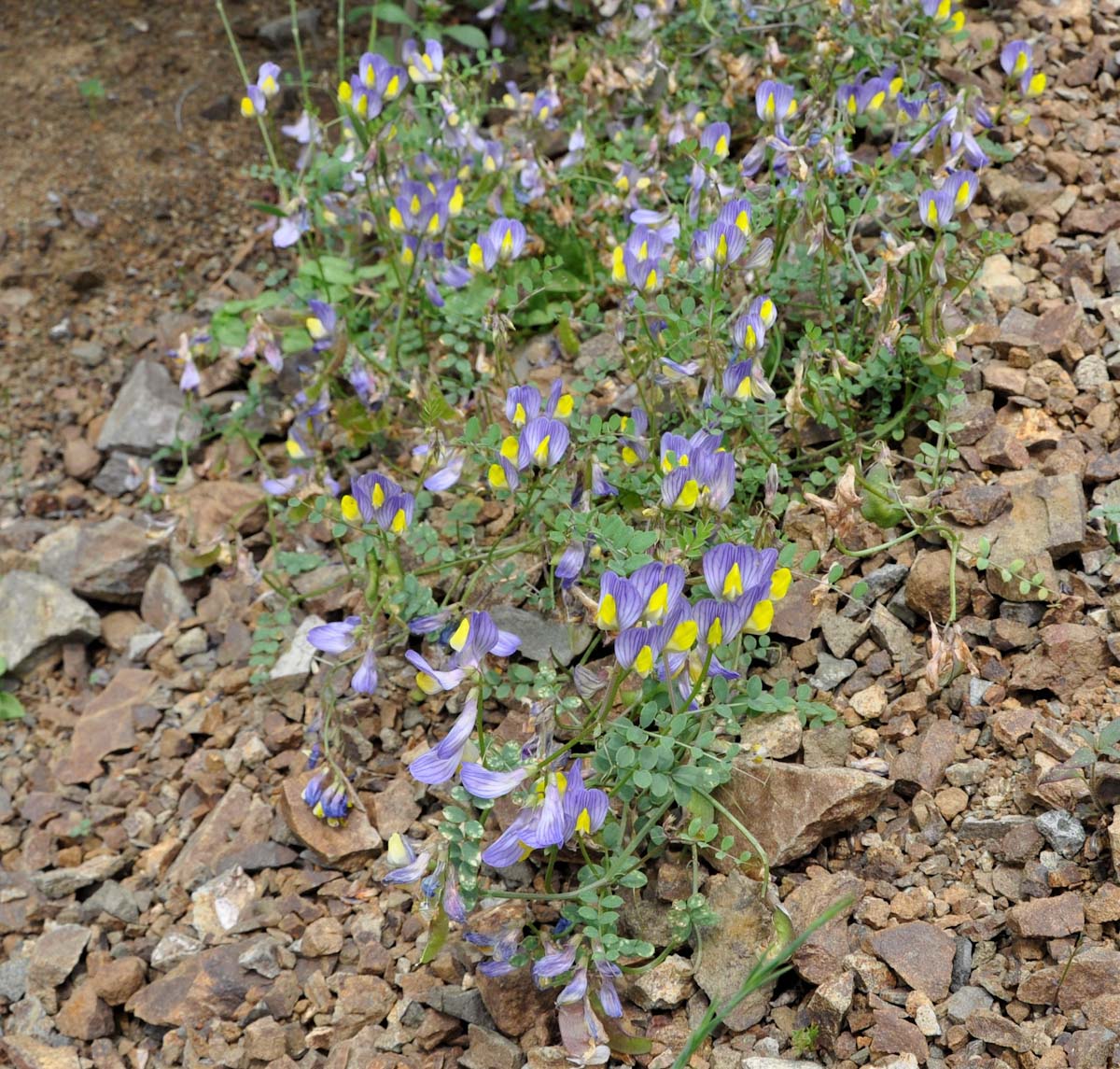 Изображение особи Vicia lunata.