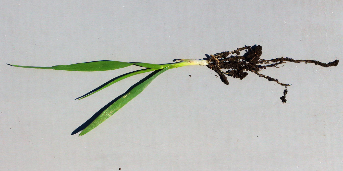 Image of Avena sativa specimen.