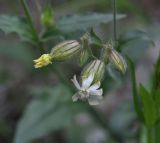 Melandrium latifolium