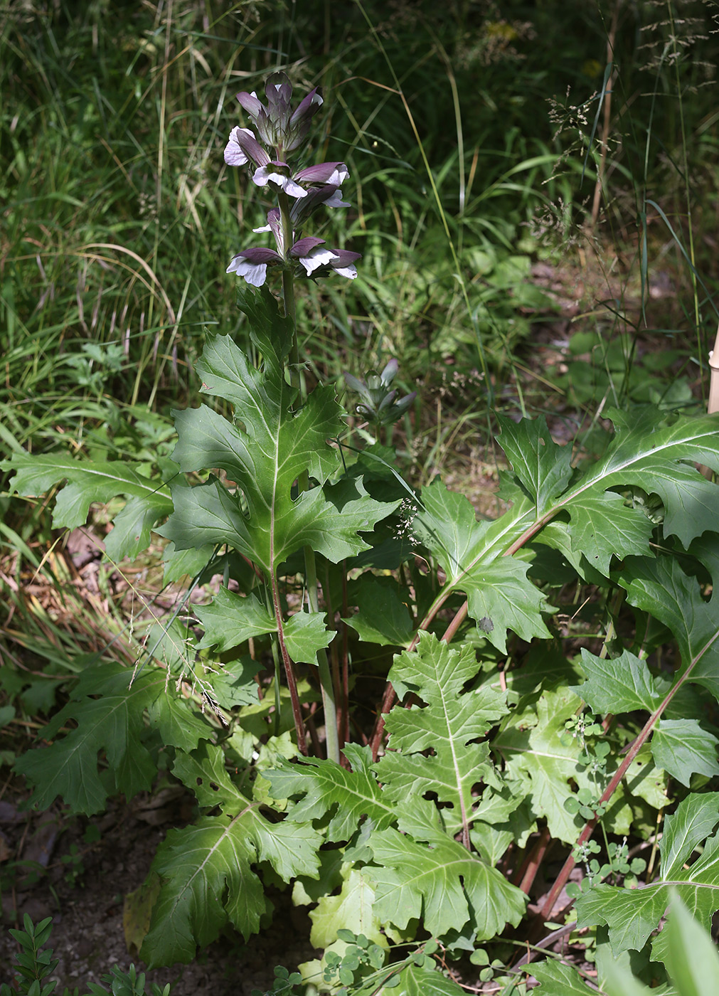 Изображение особи Acanthus mollis.