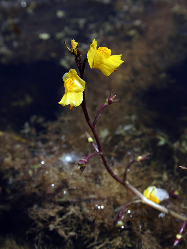 Image of Utricularia vulgaris specimen.