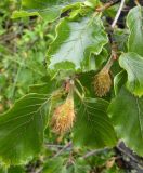 Fagus sylvatica. Веточка с завязавшимися соплодиями. Украина, Закарпатская обл., Тячевский р-н, с. Усть-Черная, подъем на гору Климова. 23.06.2010.