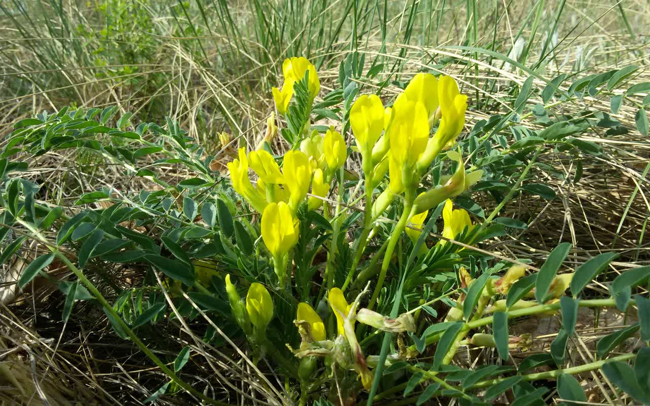 Image of Astragalus wolgensis specimen.