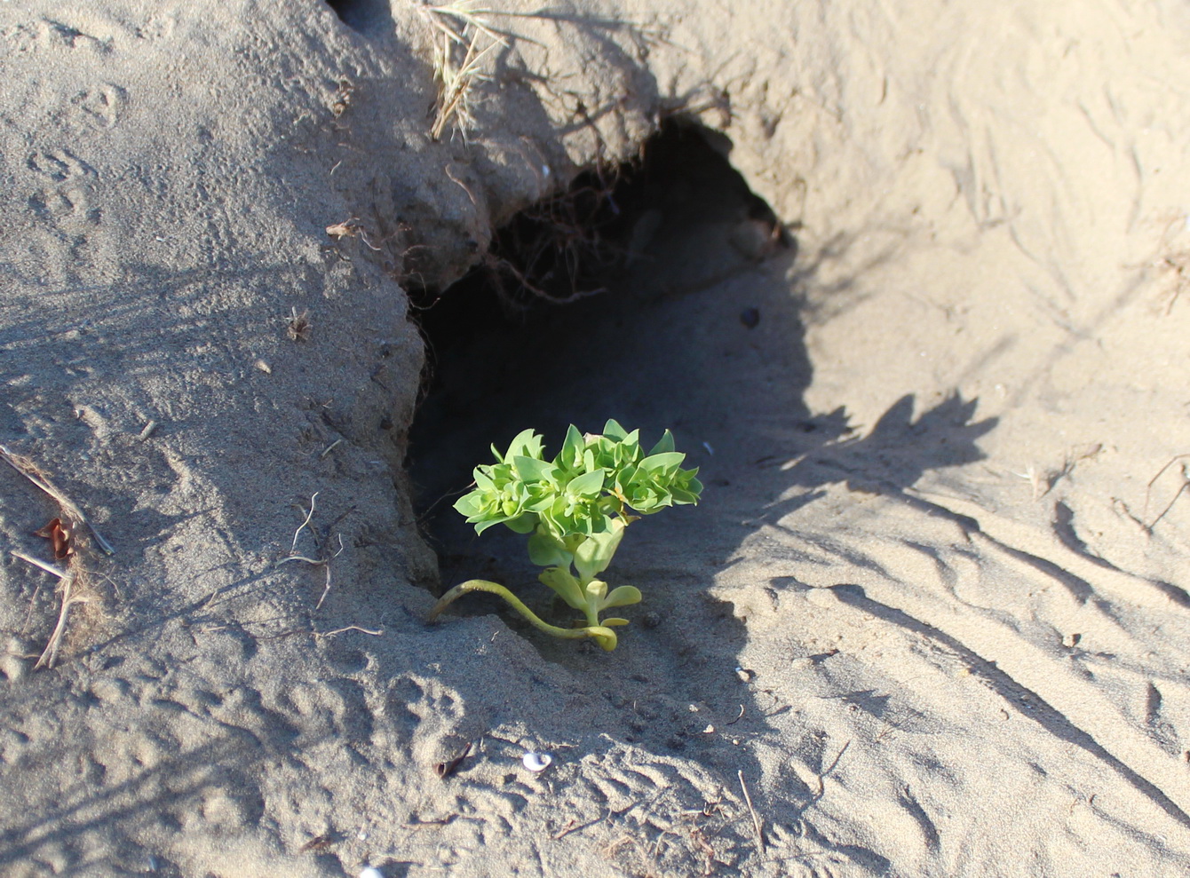 Image of Euphorbia turczaninowii specimen.