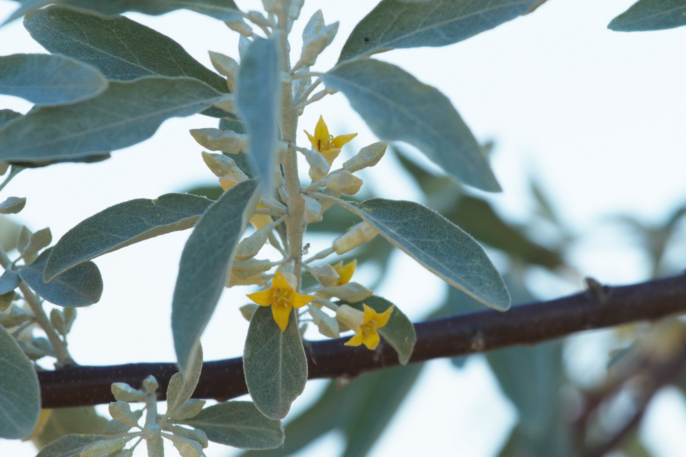 Image of genus Elaeagnus specimen.