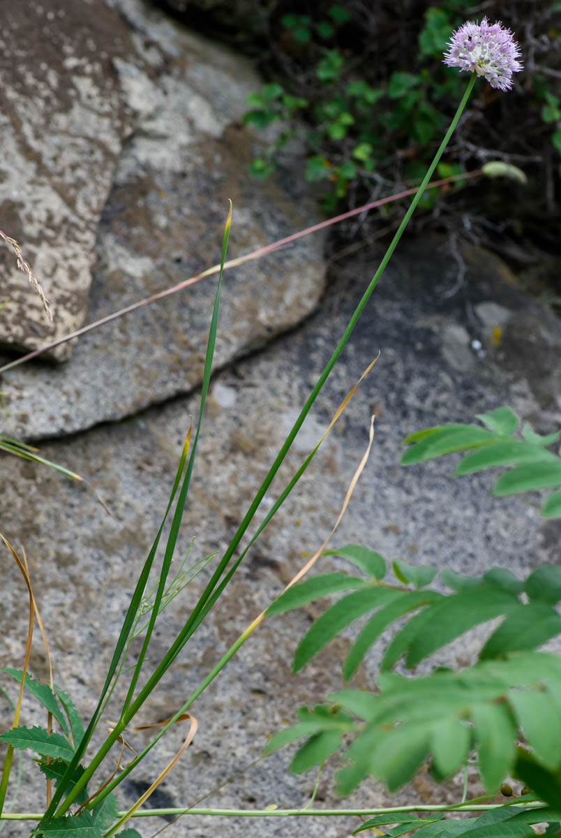 Image of genus Allium specimen.