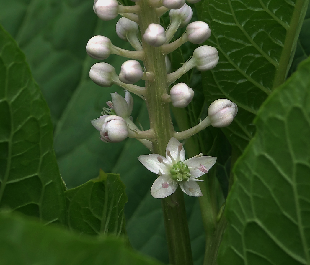 Image of Phytolacca acinosa specimen.