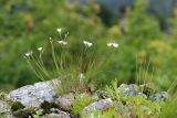 Eremogone juncea